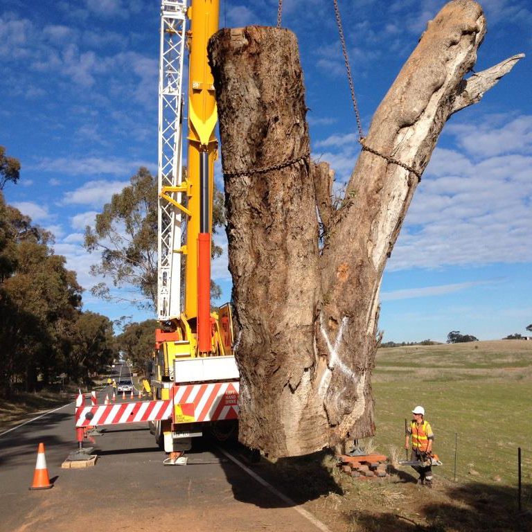 Hickman's tree services in Bendigo