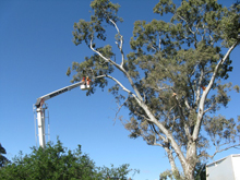 Tree Maintenance