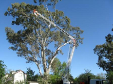 Hickman's tree service project 4