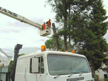 Hickman's tree service project 5