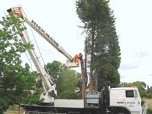 Hickman's tree service project 6